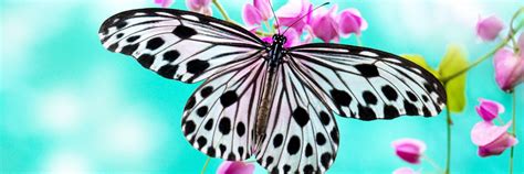 Butterfly Wallpaper Cyan Background Hd Desktop