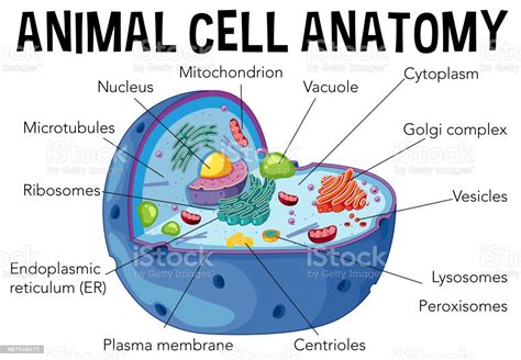 The animal cell is made up of several structural organelles enclosed in the plasma membrane, that enable it to function properly, eliciting mechanisms that benefit the host (animal). Diagram Of Animal Cell Anatomy Stock Illustration ...