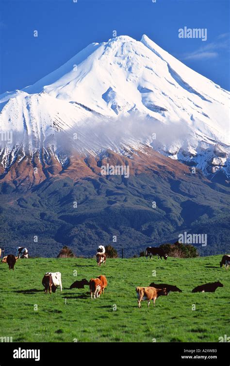Mount Taranaki Egmont Dairy Cows Taranaki North Island New Zealand