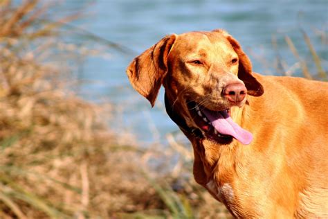 Free Images Water Pets Dogs Vertebrate Chesapeake Bay Retriever