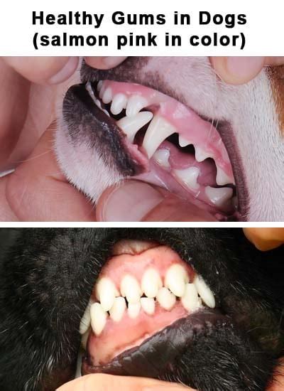 Pale Gums In Dogs What It Means And What To Do