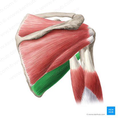 Músculos del hombro Anatomía y funciones Kenhub