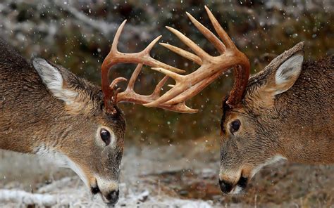 Deer Hd Wallpaper