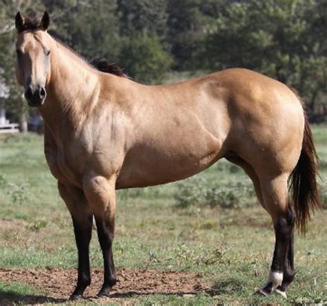 Buckskin Quarter Horse Stallions At Stud Future Fortunes Inc