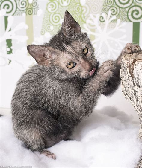 Creepy Festive Images Of Werewolf Cats With Have Feral Looks Lykoi