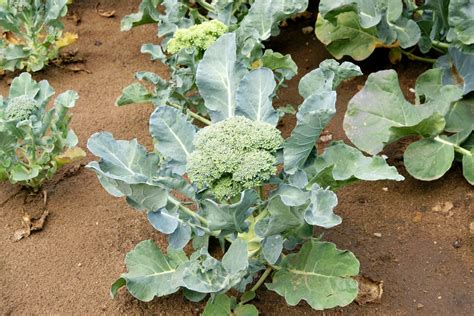 Growing Broccoli What You Need To Successfully Grow Broccoli Plants