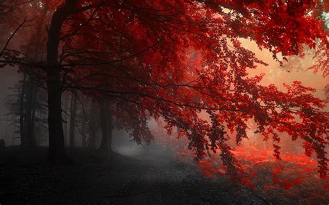 Red Autumn Forest Wallpaper 2880x1800 31582