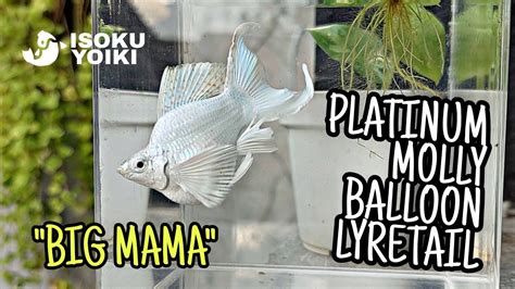 PLATINUM MOLLY BALLOON LYRETAIL Big Mama Mata Biru Super Jumbo YouTube