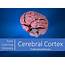 Cerebral Cortex  Playvolution HQ