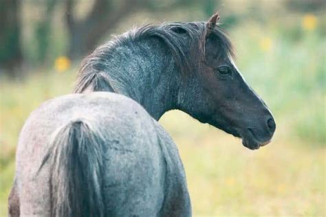 What Is A Blue Roan Horse Colors And Breeds With Pictures
