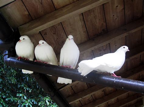 Kyklops Four White Birds