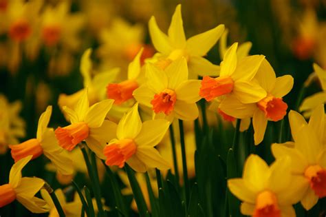 Blooming Daffodils Free Stock Photo Public Domain Pictures