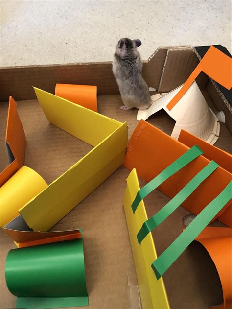 Get Creative And Make A Hamster Maze Omlet Blog Uk