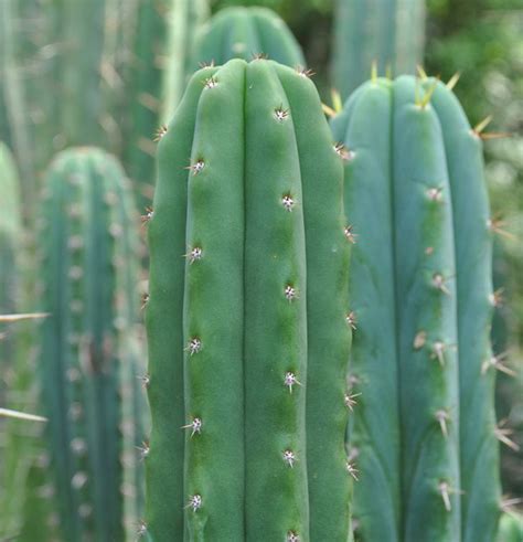 Trichocereus Pachanoi San Pedro Cactus