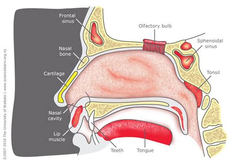 Nose Anatomy Znalezione Obrazy Dla Zapytania Nose Cartilage Netter