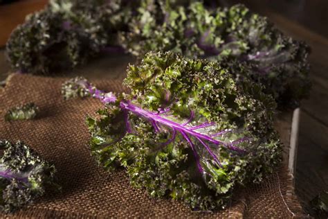 Red Kale Vs Green Kale What Are The Differences A Z Animals