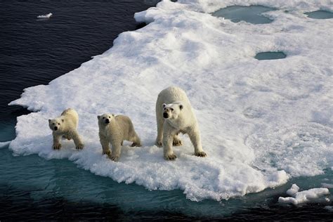 Three Polar Bears On An Ice Flow By Seppfriedhuber