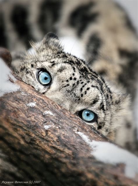 Snow Leopard Eyes