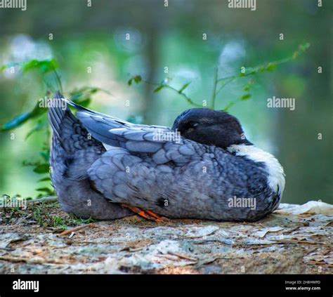 A Duck Enjoying The Resting Timesleeping Duck Anatidae Stock Photo