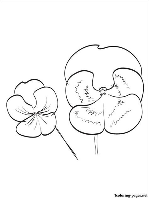 Pansy Flower Drawing at GetDrawings | Free download