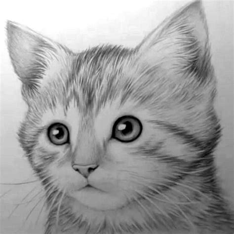 Kitten By Mark Crilley Drawing Cartoon Characters Character Drawing