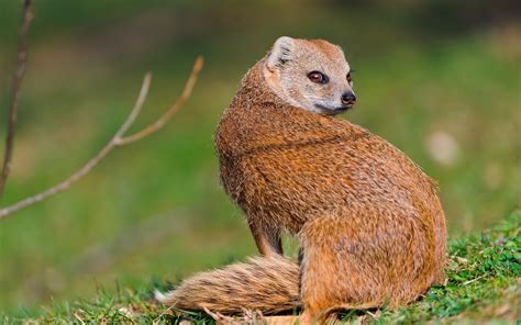 Mongoose Full Hd Wallpaper And Background Image 2560x1600 Id415015