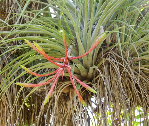 Air Plant Varieties What Are Different Types Of Air Plants