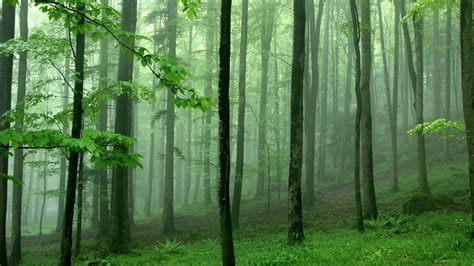 30 Beautiful Green Forest Wallpapers Full Hd