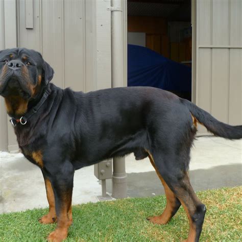 But in general, the most rottweilers are inclined toward dominance and will test for position in the family pecking order. Male Rottweiler for Sud