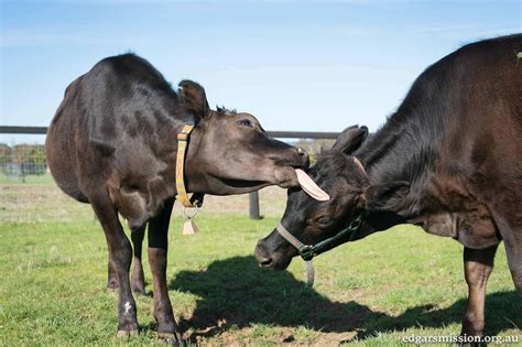 Creating An Enriching Life For Cows The Open Sanctuary Project