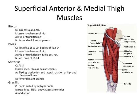 Thigh Muscle Anatomy Insertions