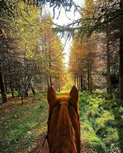 I Would Love To Ride In These Woods Horse Photos Horse Life Pretty