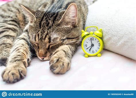 Cat Is Sleeping Next To The Alarm Clock Concept Morning Stock Image