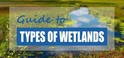 List Of Primary Wetland Types Pictures Facts Pond Informer