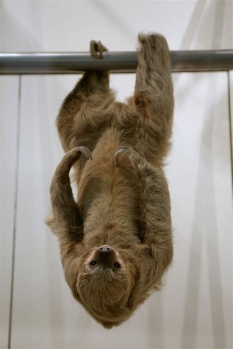 How Sloths Breathe Upside Down Neatorama