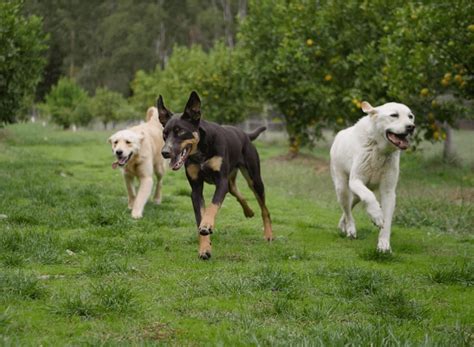 Doggie Daycare in Melbourne | Dogdayz Doggie Daycare Services