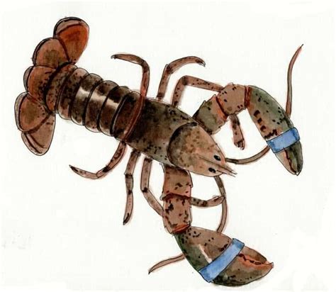 Storing Live Lobsters - How to Handle, Store and Keep Lobster at Home