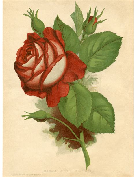 Red Rose Vintage Printable The Graphics Fairy