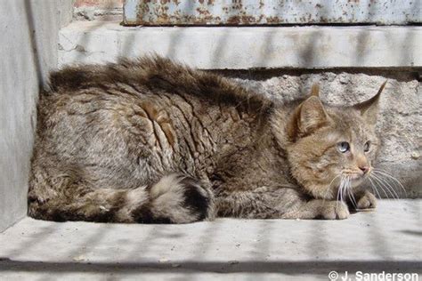 Andean mountain cat facts | cat's habitat, diet, distribution. 44 Best images about Smaller Wild Cats - Chinese Mountain ...