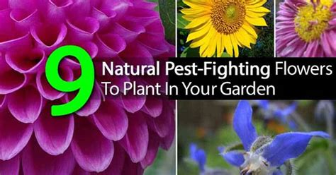 9 Natural Pest Fighting Flowers To Plant In Your Garden