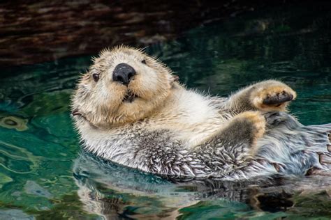 Keeping an otter as a solitary pet can make. Do Otters Make Good Pets? Where Is It Legal to Own One?