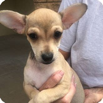 Choose a harness for your french bulldog. Mesa, AZ - Chihuahua Mix. Meet Carter a Puppy for Adoption ...