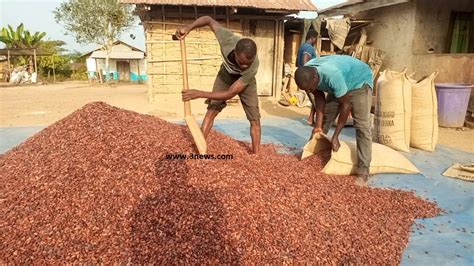 Ghanaian Cocoa Farmers To Sue Al Jazeera Over Child Labour Story 3news