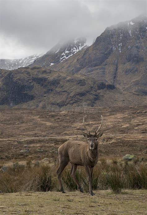 Red Deer Stag Glencoe Scotland Stock Photo Image Of Natural Grazing