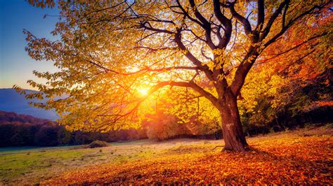 Papéis De Parede Árvore Pôr Do Sol Sol Outono 3840x2160 Uhd 4k Imagem