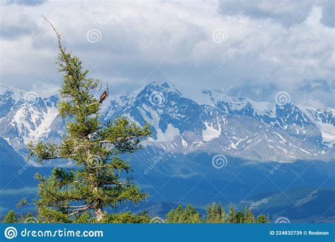 An Eagle On Top Of A Pine Tree High In The Mountains Of The Altai