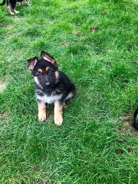 Adorable German Shepherd Puppies Morgantown For Sale Pittsburgh Pets Dogs