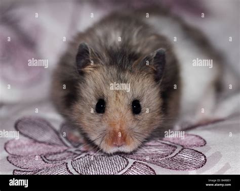 Syrian Or Golden Hamster Mesocricetus Auratus Stock Photo Alamy