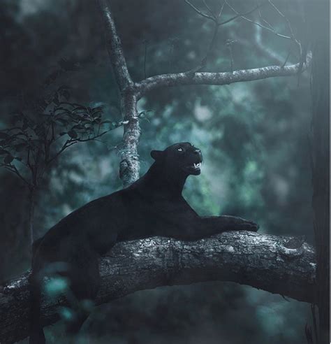 wildlife photographer captures beautiful shots of a black panther in the jungle black panther