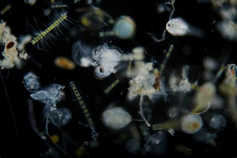 What Are Plankton Planktonphotography